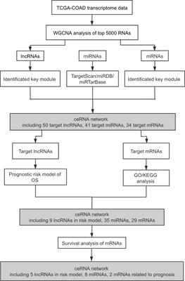 DNMBP-AS1 Regulates NHLRC3 Expression by Sponging miR-93-5p/17-5p to Inhibit Colon Cancer Progression